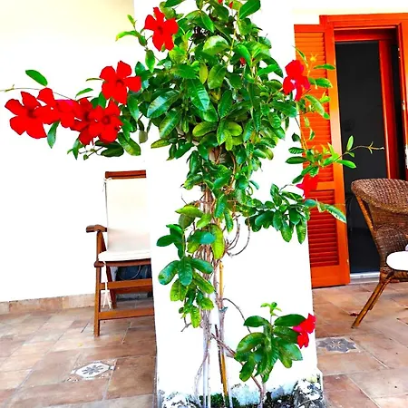 Dom wakacyjny Il Poggio Ischia